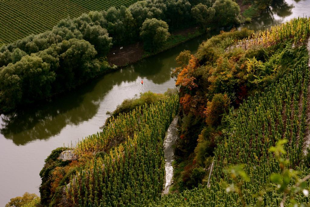 Pensjonat Bio-Weingut Staffelter Hof Kröv Zewnętrze zdjęcie